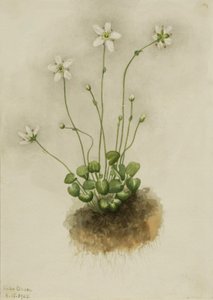 Gefranste Parnassia Parnassia fimbriata, 1905