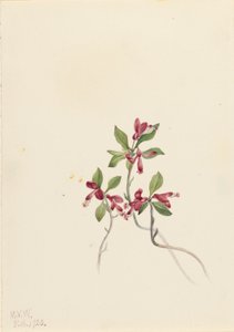 Fransige Polygala (Polygala paucifolia)