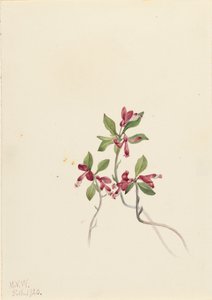 Fransige Polygala Polygala paucifolia, 1920