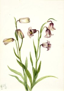 Fritillarie (Fritillaria biflora)