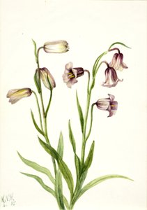 Schachbrettblume Fritillaria biflora, 1935