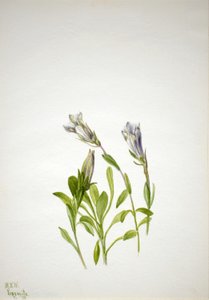 Enzian (Gentiana newberri)