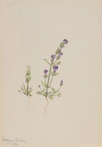 Gentiana propingua von Mary Vaux Walcott