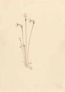 Geisterrohr Thalesia uniflora, 1920 von Mary Vaux Walcott