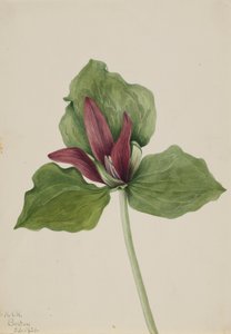 Riesen-Trillium Trillium chloropetalum, 1921
