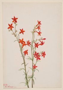 Gilia arizonica von Mary Vaux Walcott