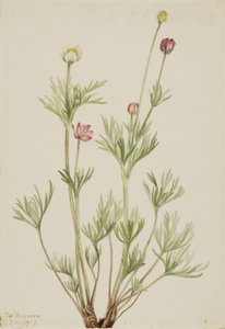 Kugel-Anemone Anemone globosa, 1917