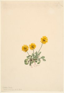 Goldenes Flohkraut (Erigeron aureus) von Mary Vaux Walcott