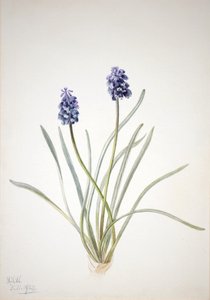 Traubenhyazinthe Muscari racemosum, 1920 von Mary Vaux Walcott