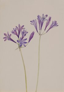Grasnuss Brodiaea laxa, 1933