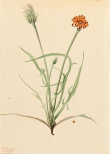 Grasblättrige Agoseris (Agoseris graminifolia) von Mary Vaux Walcott