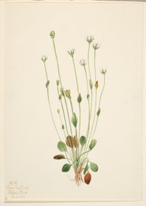 Graues Greiskraut (Senecio canus)