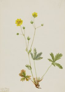Graublättriger Fingerkraut Potentilla glaucophylla, 1905 von Mary Vaux Walcott