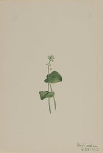 Grüner Natternkopf (Malaxis unifolia) von Mary Vaux Walcott