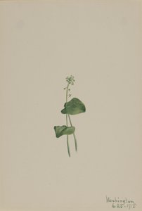 Grünes Addermaul Malaxis unifolia von Mary Vaux Walcott