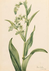 Grüner Bärenkohl (Veratrum viride)