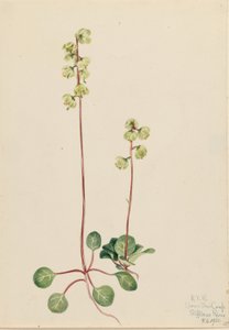 Grüne Pyrola (Pyrola chlorantha) von Mary Vaux Walcott