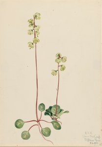 Grüne Pyrola Pyrola chlorantha, 1920