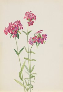 Haarige Phlox Phlox amoena, ca. frühe 1930er Jahre