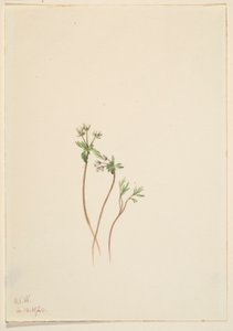 Frühlingsbote (Erigenia bulbosa) von Mary Vaux Walcott