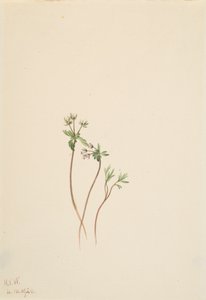 Frühlingsbote Erigenia bulbosa
