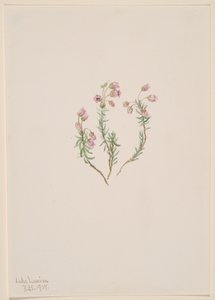 Heidekraut Phyllodoce intermedia