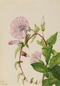 Zaunwinde Calystegia Convolvulus sepium, 1932 von Mary Vaux Walcott