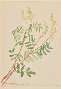 Hedysarum (Hedysarum sulphurescens) von Mary Vaux Walcott