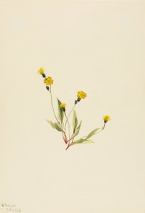 Heieracium gracile von Mary Vaux Walcott