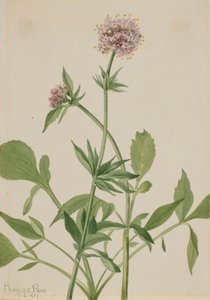 Heliotrop Baldrian Valeriana sitchensis