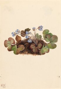 Leberblümchen (Hepatica americana) von Mary Vaux Walcott