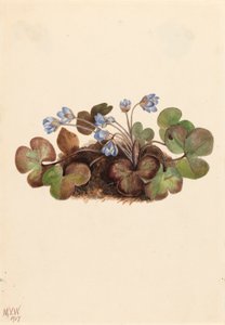 Leberblümchen Hepatica americana