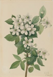Hochbusch-Brombeere (Rubus argutus) von Mary Vaux Walcott