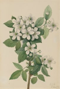 Hohe Brombeere Rubus argutus, 1919 von Mary Vaux Walcott