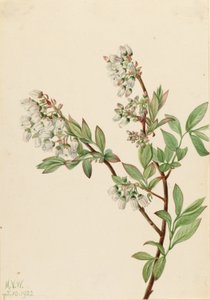 Hohe Heidelbeere (Vaccinium corymbosum)