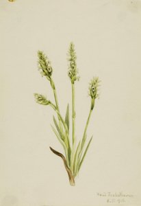 Kapuziner-Ladies-Tresses (Ibidium strictum) von Mary Vaux Walcott