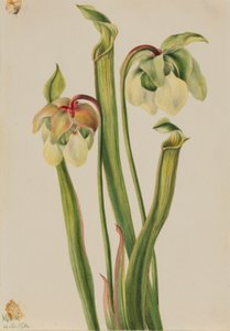 Hybride Kannenpflanze (Sarracenia minor) von Mary Vaux Walcott