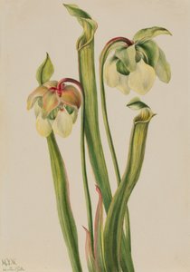 Hybride Kannenpflanze (Sarracenia minor)