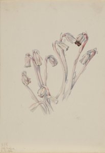 Indianer-Pfeife (Monotropa uniflora) von Mary Vaux Walcott