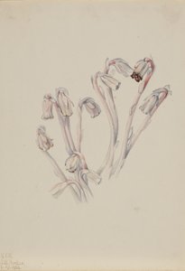 Indianer-Pfeife Monotropa uniflora, 1926 von Mary Vaux Walcott