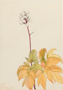 Elfenbein-Baneberry Actaea arguta