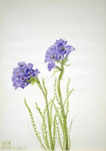 Jakobsleiter (Polemonium viscosum)
