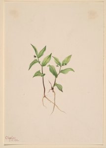 Kruhsea (Kruhsea streptopoides) von Mary Vaux Walcott
