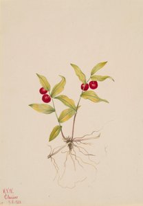 Kruhsea Kruhsea streptopoides, 1922 von Mary Vaux Walcott