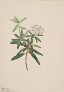 Labrador-Tee (Ledum groenlandicum) von Mary Vaux Walcott