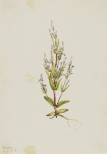 Leiter-Enzian (Gentiana acuta) von Mary Vaux Walcott