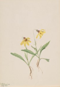 Lake Louise Arnica (Arnica louisiana) von Mary Vaux Walcott