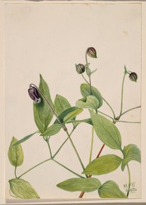 Lederblume Clematis viorna, 1920