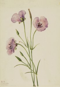 Flieder-Mariposa (Calochortus splendens) von Mary Vaux Walcott