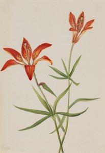 Lilie (Lilium montanum) von Mary Vaux Walcott